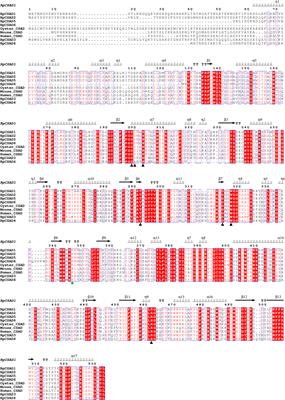 Identification and expression of cysteine sulfite decarboxylase genes and their response to hyposalinity stress in Ruditapes philippinarum